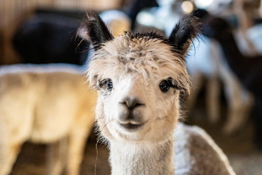 100% Bio Alpakadecke 200x140