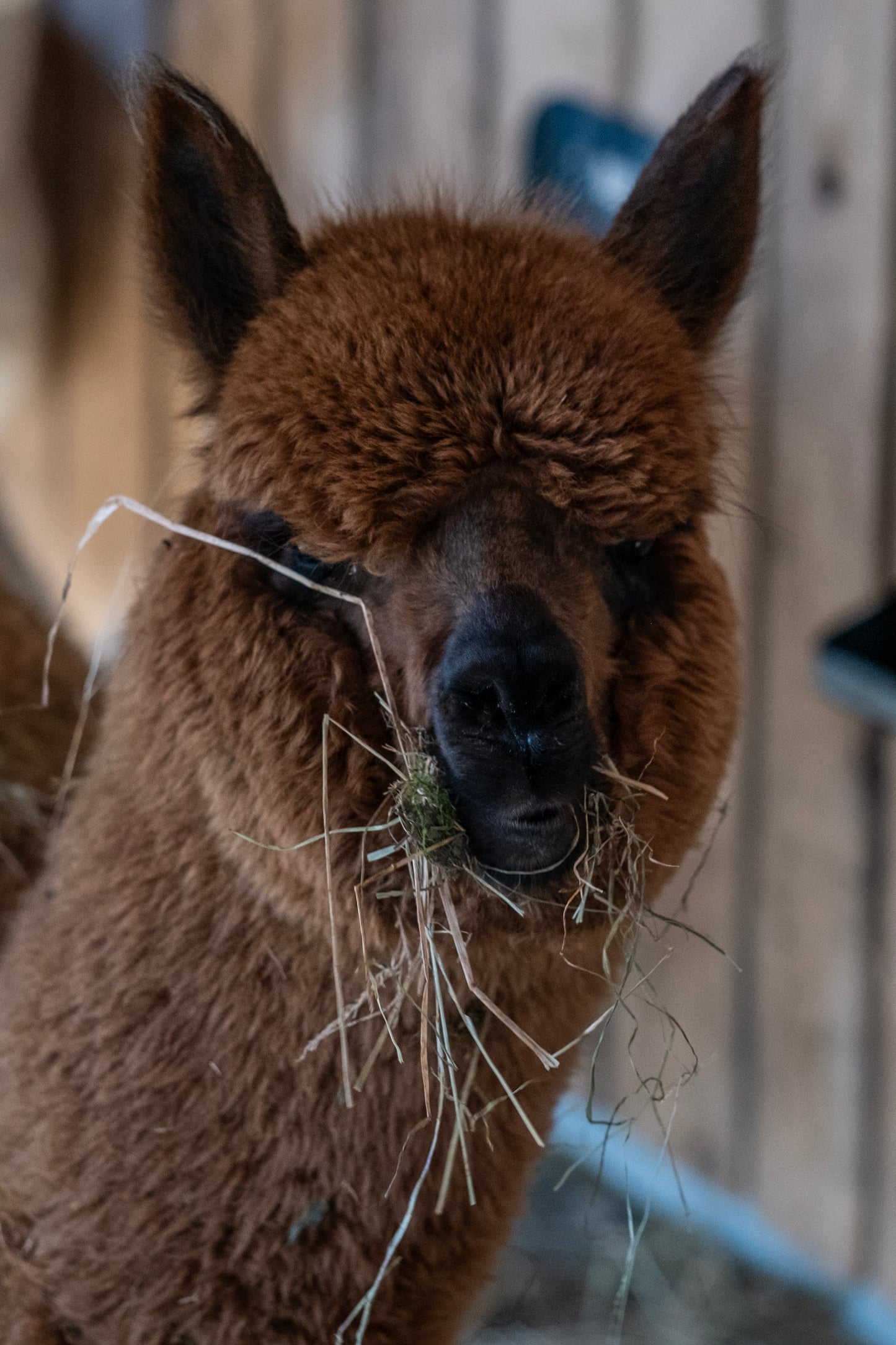 100% Bio Alpakadecke 200x135