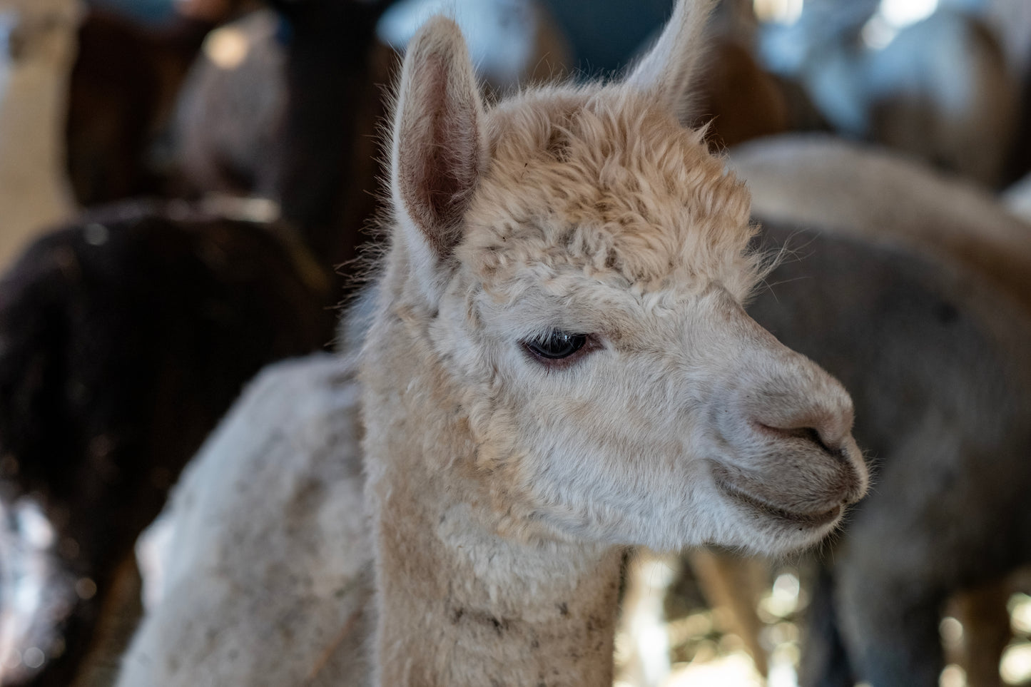 100% Bio Alpakadecke 200x140