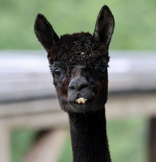 100% Bio Alpakadecke 200x140