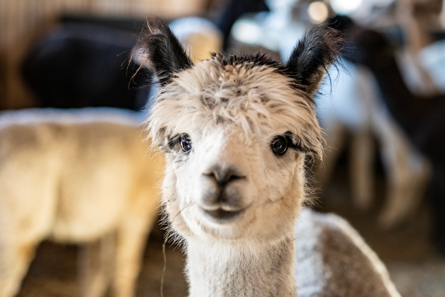 100% Bio Alpakadecke 200x140