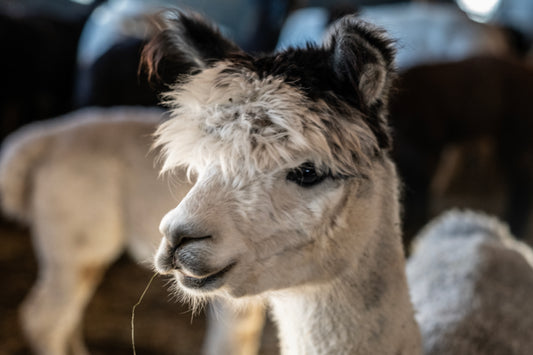 Alpaka-Yogamatte 193x73