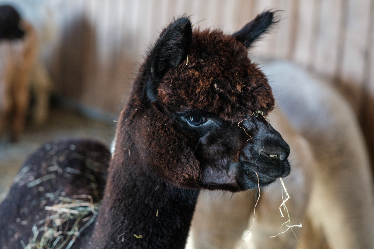 100% Bio Alpakadecke 200x140