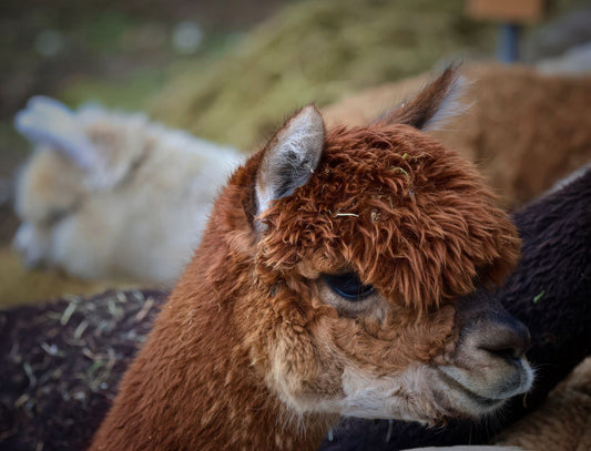 Schuheinlagen 100 % Alpakawolle
