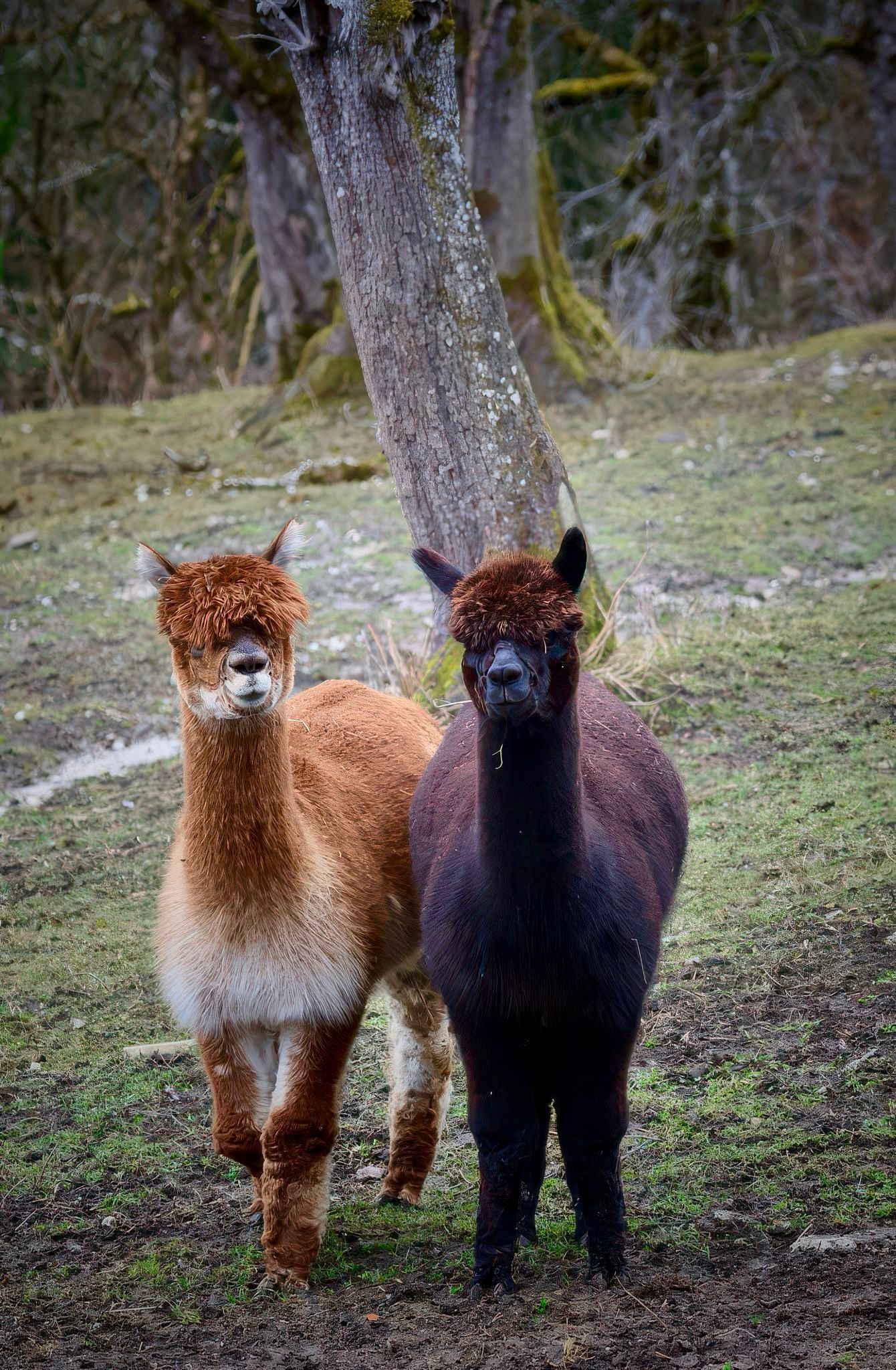 100% Bio Alpakadecke 200x135